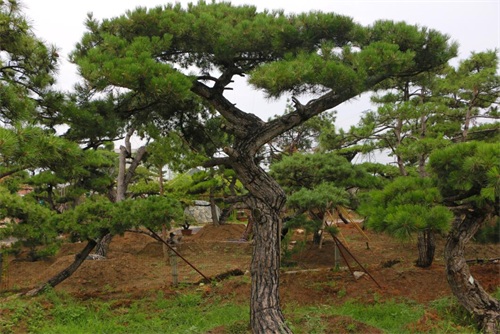 如何判斷造型松樹的健康狀況？